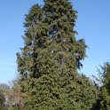 Chamaecyparis lawsoniana 'Glauca' 2